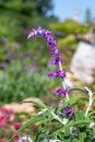 Mexican bush sage (salvia leucantha) flower Royalty Free Stock Photo