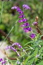 Mexican bush sage (salvia leucantha) flower Royalty Free Stock Photo