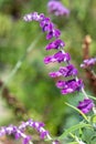 Mexican bush sage (salvia leucantha) flower Royalty Free Stock Photo