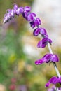 Mexican bush sage (salvia leucantha) flower Royalty Free Stock Photo