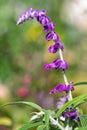 Mexican bush sage (salvia leucantha) flower Royalty Free Stock Photo