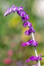 Mexican bush sage (salvia leucantha) flower Royalty Free Stock Photo