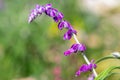 Mexican bush sage (salvia leucantha) flower Royalty Free Stock Photo