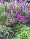 Mexican Bush Sage Royalty Free Stock Photo