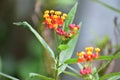 Mexican butterfly weed flowering plants with colorful flowers in red and yellow colors . Small ants have sat on the flower Royalty Free Stock Photo