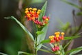 Mexican butterfly weed flowering plants with colorful flowers in red and yellow colors . Small ants have sat on the flower Royalty Free Stock Photo