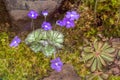 Mexican butterwort (Pinguicula cyclosecta) is a carnivorous or insectivorous plant