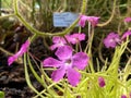 Mexican Butterwort / Pinguicula moctezumae, Zamudio & R. Z. Ortega / Mexicano Butterwort - The Botanical Garden Zuerich