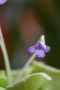 Mexican butterwort, Pinguicula tina pink budding flower