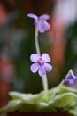 Mexican butterwort, Pinguicula tina with pink flower
