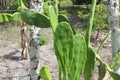 Mexican Cactus Detail