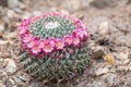 Mexican cactus, Mammillaria mystax, lilac flowers Royalty Free Stock Photo
