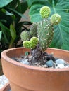Mexican cactus nopal