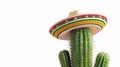 Mexican cactus in sombrero