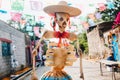 Mexican Catrina for Dia de los Muertos , displayed during Day of the Dead celebration in Mexico