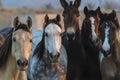 A Mexican Charro Cowboy Rounds Up A Herd of Horses Running Through The Field On A Mexican Ranch At Sunrise Royalty Free Stock Photo