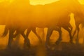 A Mexican Charro Cowboy Rounds Up A Herd of Horses Running Through The Field On A Mexican Ranch At Sunrise Royalty Free Stock Photo