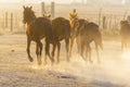 A Mexican Charro Cowboy Rounds Up A Herd of Horses Running Through The Field On A Mexican Ranch At Sunrise Royalty Free Stock Photo
