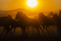 A Mexican Charro Cowboy Rounds Up A Herd of Horses Running Through The Field On A Mexican Ranch At Sunrise