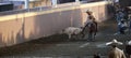 Mexican charro knocking down a calf