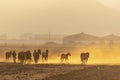 A Mexican Charro Cowboy Rounds Up A Herd of Horses Running Through The Field On A Mexican Ranch At Sunrise Royalty Free Stock Photo