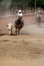 Mexican charros cowboy lassoing a bull, TX, US Royalty Free Stock Photo