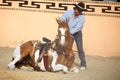 Mexican charros horseman make his horse lie down