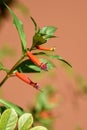 Mexican Cigarplant, Mexican Cigar Plant , Cigar Plant Cuphea ignea, blooming Royalty Free Stock Photo