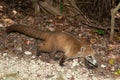Mexican coati in the jungle, Nasua nasua