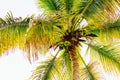 Mexican Coconut Palm