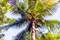 Mexican Coconut Palm Tree