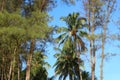 Mexican Coconut Palm Trees