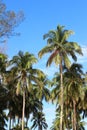 Mexican Coconut Palm Trees