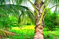 Mexican Coconut Palms