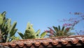 Mexican colonial style suburban, hispanic house exterior, green lush garden, San Diego, California USA. Mediterranean terracotta