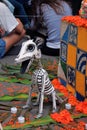 Mexican colorful dog skeleton dias de los muertos day of the death dead