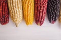 Mexican Corn crop in different colors in mexico