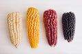 Mexican Corn crop in different colors in mexico