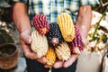 Mexican Corn, maize dried blue corn cobs on mexican hands in Mexico Royalty Free Stock Photo