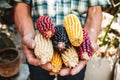 Mexican Corn, maize dried blue corn cobs on mexican hands in Mexico
