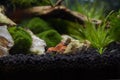 A Mexican Crayfish for Nano Aquariu