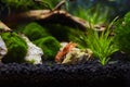 Mexican Crayfish for Nano Aquariu