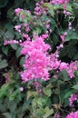 Mexican Creeper, Bee Bush flowers Royalty Free Stock Photo