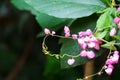 Mexican Creeper, Chain of Love or Antigonon leptopus pink bouquet flowers Royalty Free Stock Photo