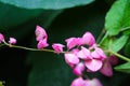 Mexican Creeper, Chain of Love or Antigonon leptopus pink bouquet flowers Royalty Free Stock Photo