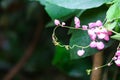 Mexican Creeper, Chain Love or Antigonon leptopus pink bouquet flowers Royalty Free Stock Photo