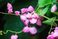 Mexican Creeper, Chain of Love or Antigonon leptopus pink bouquet flowers Royalty Free Stock Photo