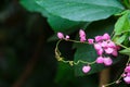 Mexican Creeper, Chain of Love or Antigonon leptopus pink bouquet flowers Royalty Free Stock Photo