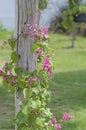 Mexican creeper (coral vine)