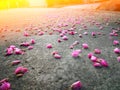 Mexican creeper flowers fall down on the road. Royalty Free Stock Photo
